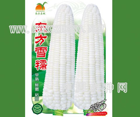 东方雪糯